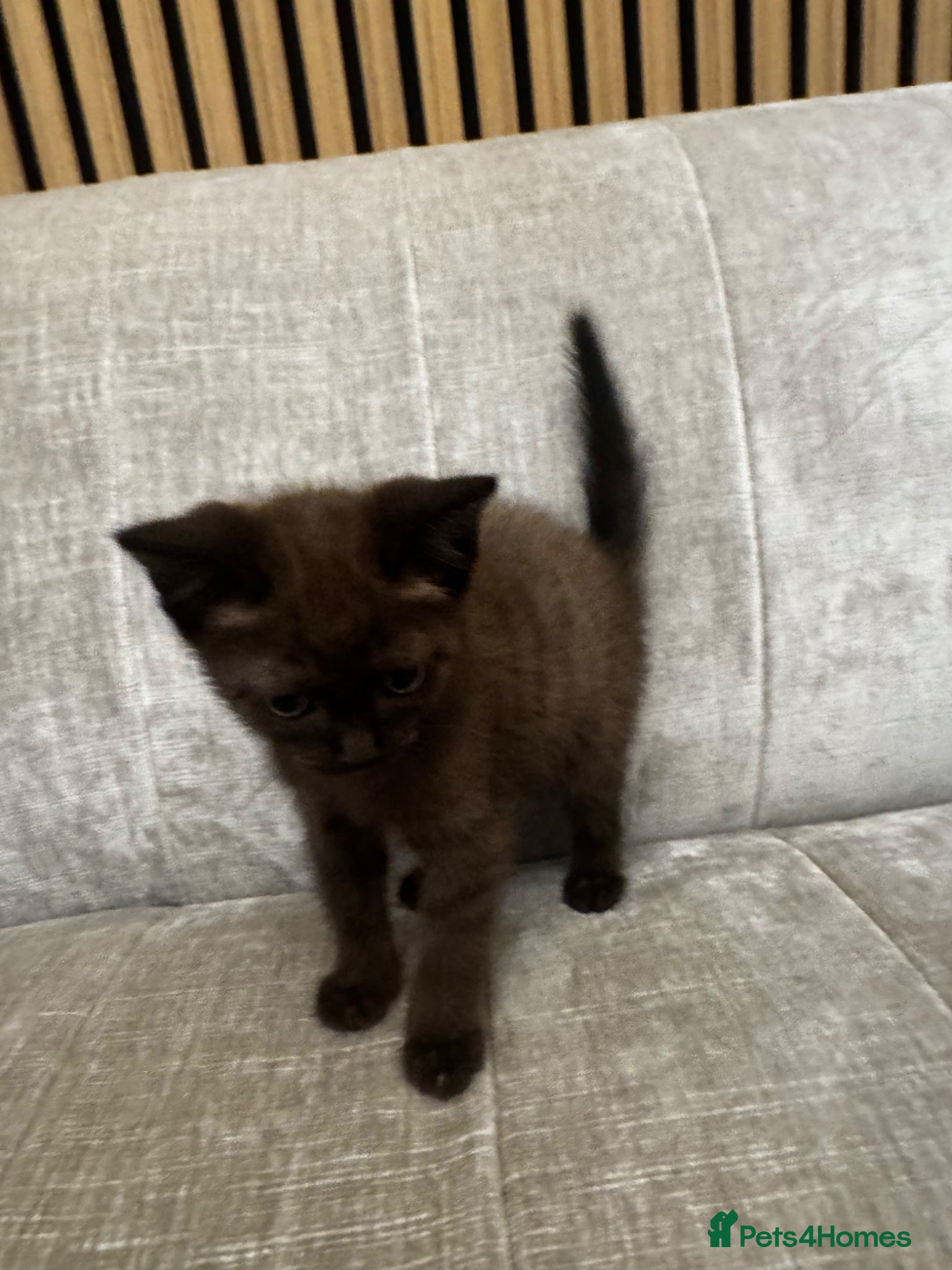 Mixed Breed Kitten 1