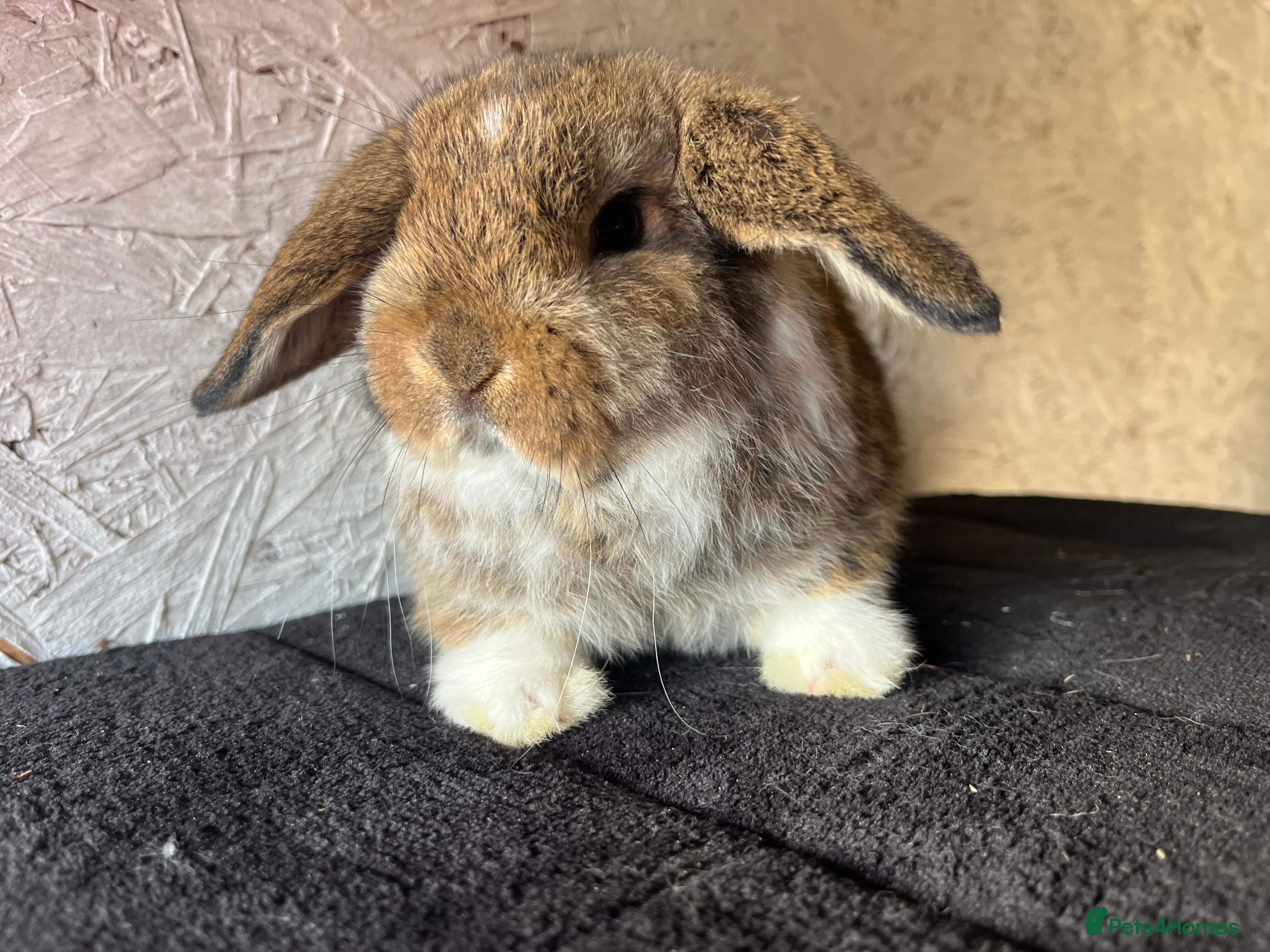 Mini Lop rabbits Pure mini lop  - Advert 2