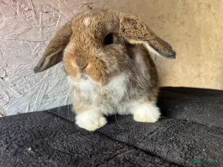 Mini Lop rabbits Pure mini lop - Advert 2