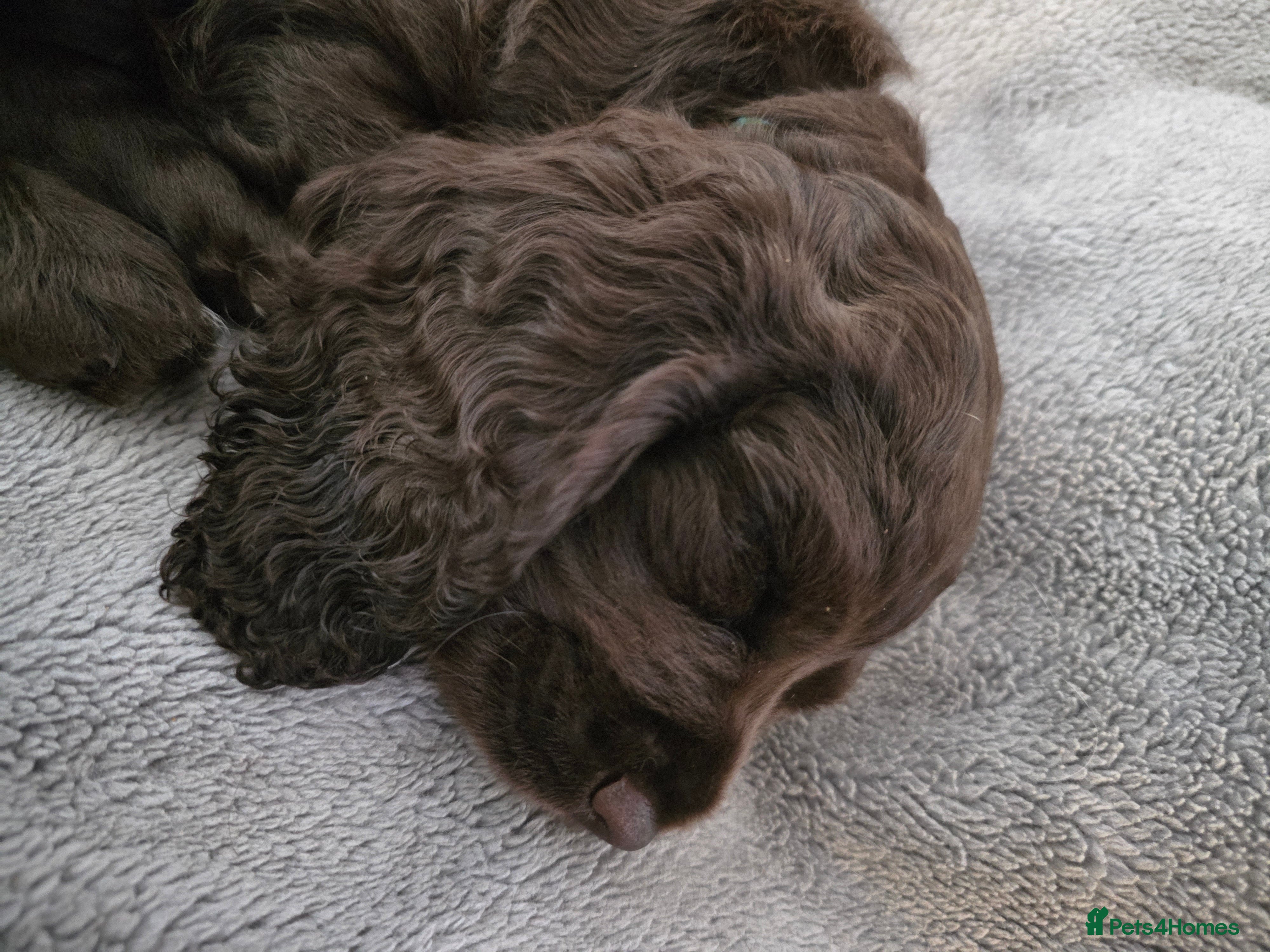 Cocker Spaniel dogs for sale: KC Reg Working Cocker Spaniel Pups ** 1 Boy Left** - Advert 8