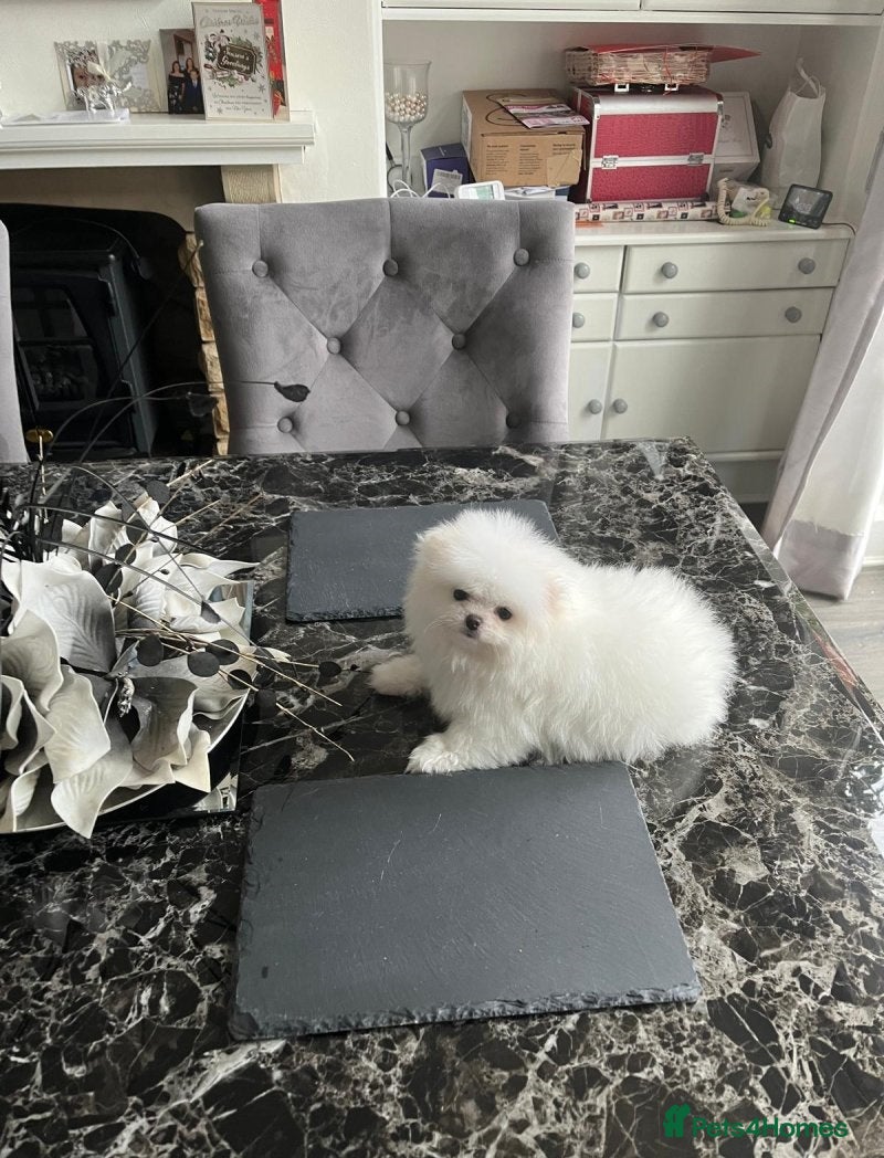 Pomeranian dogs lovely and intelligent Pomeranian girl - Advert 2