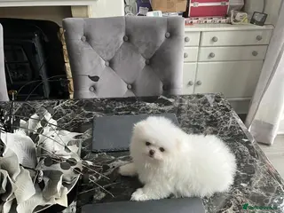 Pomeranian dogs lovely and intelligent Pomeranian girl - Advert 2