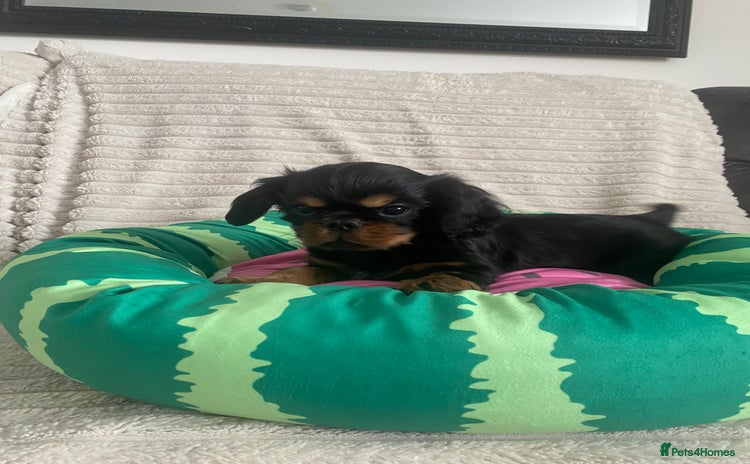 King Charles Spaniel dogs - Advert 1