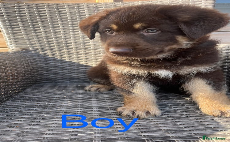German Shepherd dogs - Advert 2