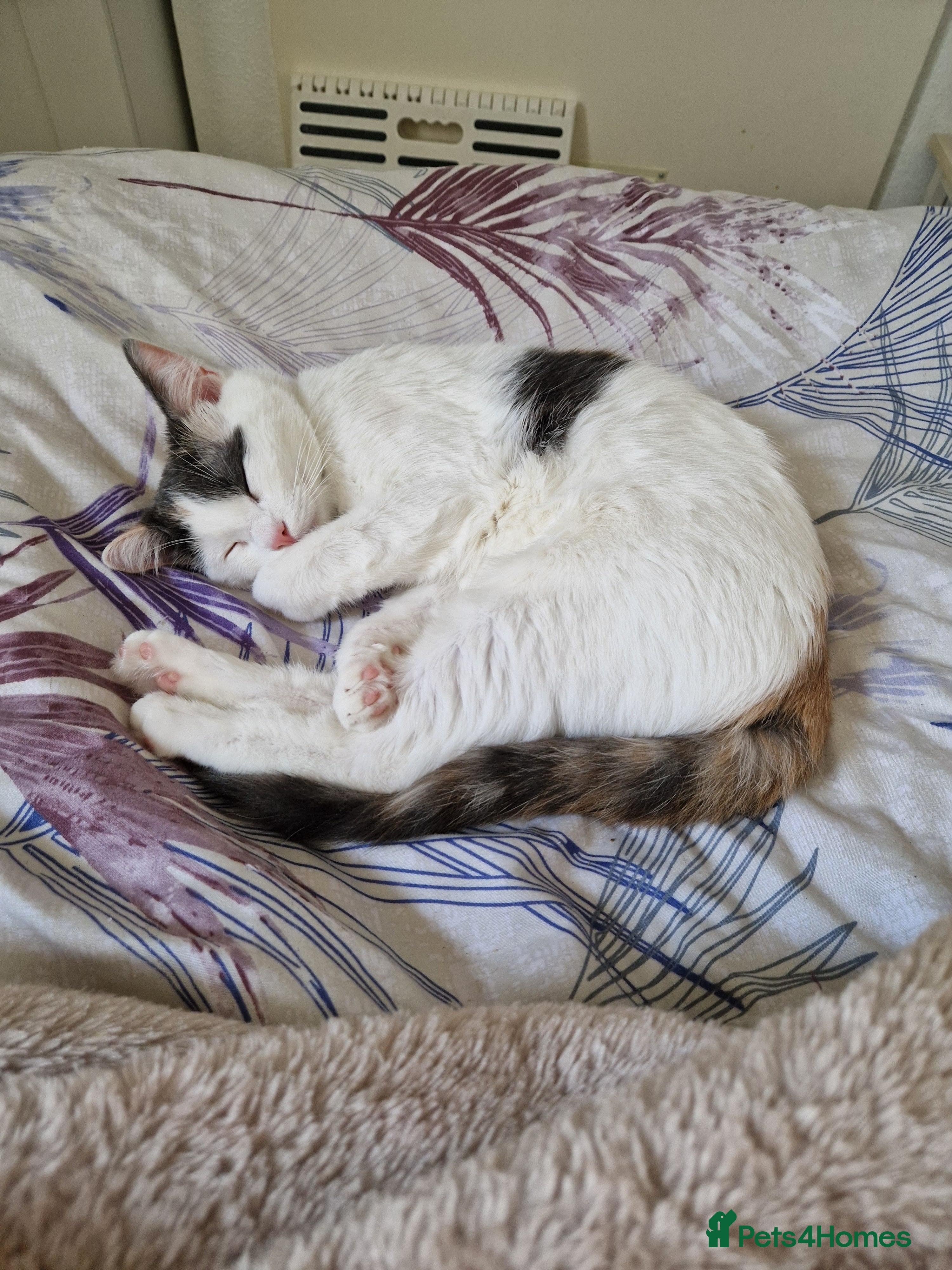 Mixed Breed cats Ragdoll x British short hair - Advert 4