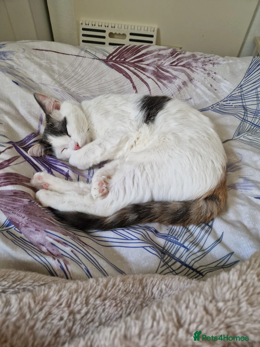 Mixed Breed cats for sale: Ragdoll x British short hair - Advert 1