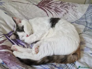 Mixed Breed cats Ragdoll x British short hair - Advert 4