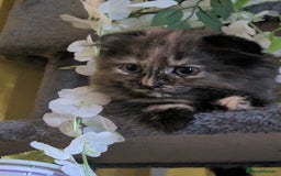 Scottish Fold cats for sale: Kittens  - Image 1