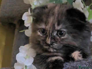 Scottish Fold cats - Advert 12
