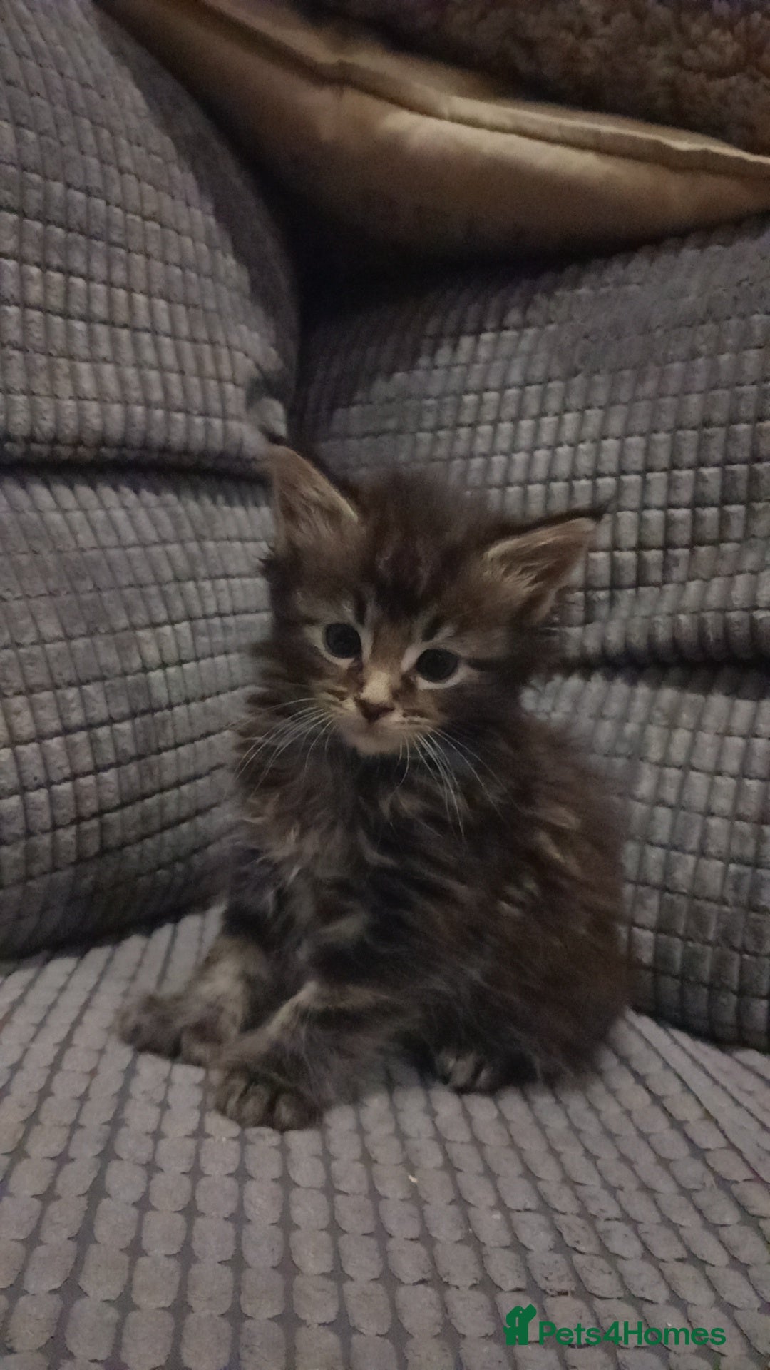 Maine Coon cats for sale: Beautiful Maine Coon kittens  - Advert 14