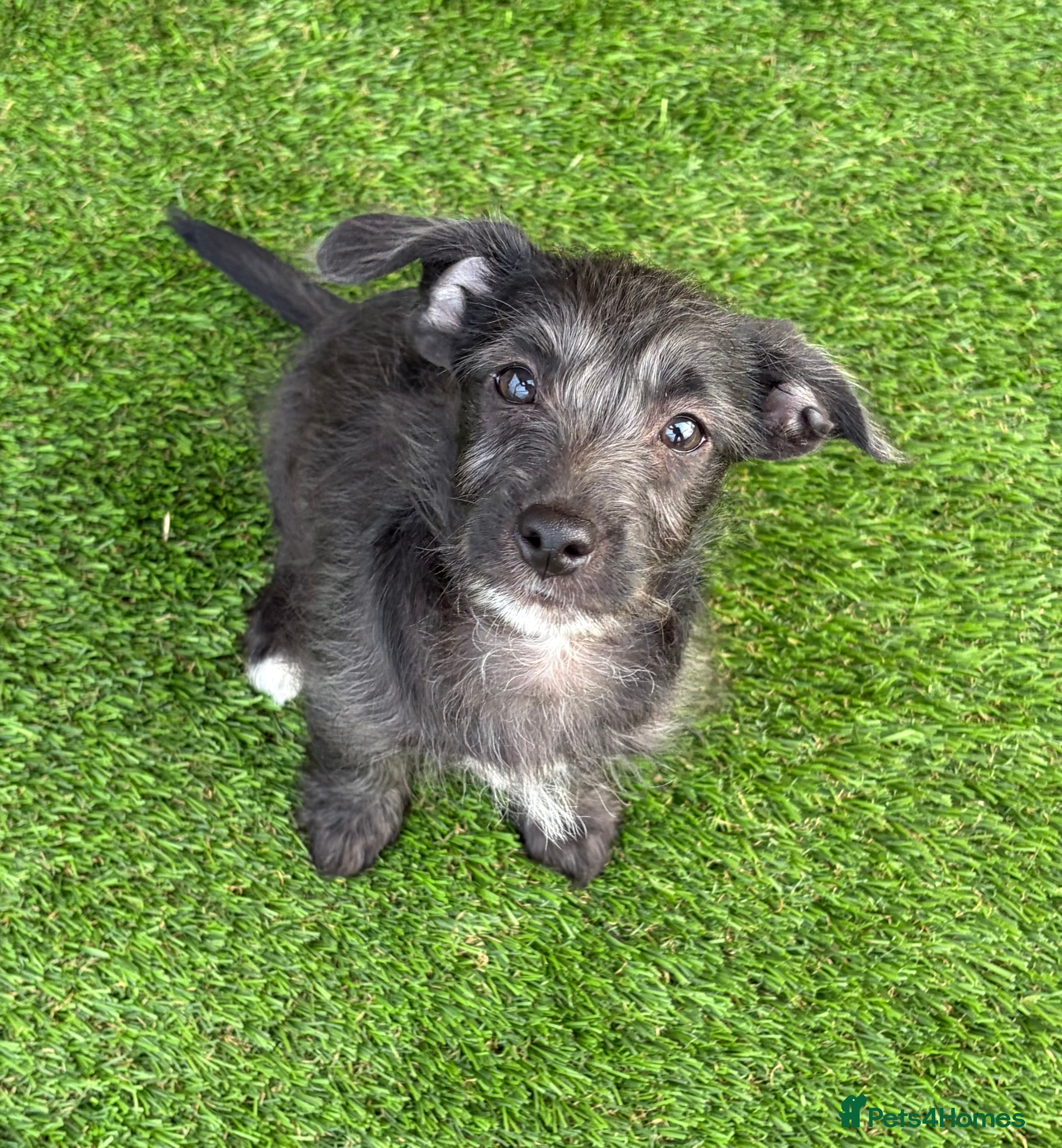 Jackapoo dogs F1 Jackapoo Puppies 🐾 - Advert 2