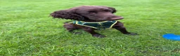 Cocker Spaniel dogs for sale: 15 month Cocker spaniel Girl  - Advert 5