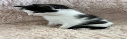 Turkish Angora cats for sale: White girl and black&white boy - Advert 8