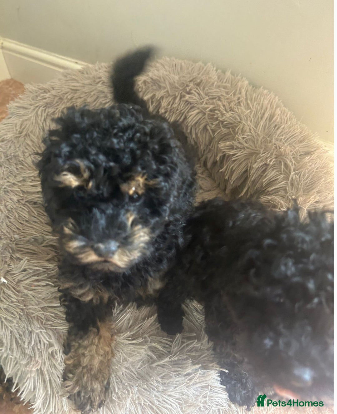 Toy Poodle dogs for sale: Stunning KC Phantom apricot Toy poodle 🐩  in Liversedge - Image 3