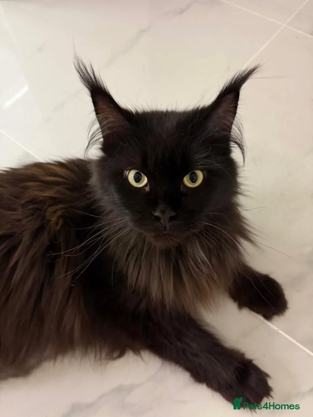 Ragcoon cats for sale: 🤍 RAGDOLL X MC KITTENS | HEALTH-TESTED PARENTS - Advert 2