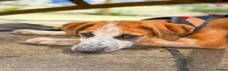 Mixed Breed dogs for adoption: Bentley - the cuddle monster - Advert 14