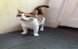 American Wirehair cats for sale: Female calico cat  - Image 2