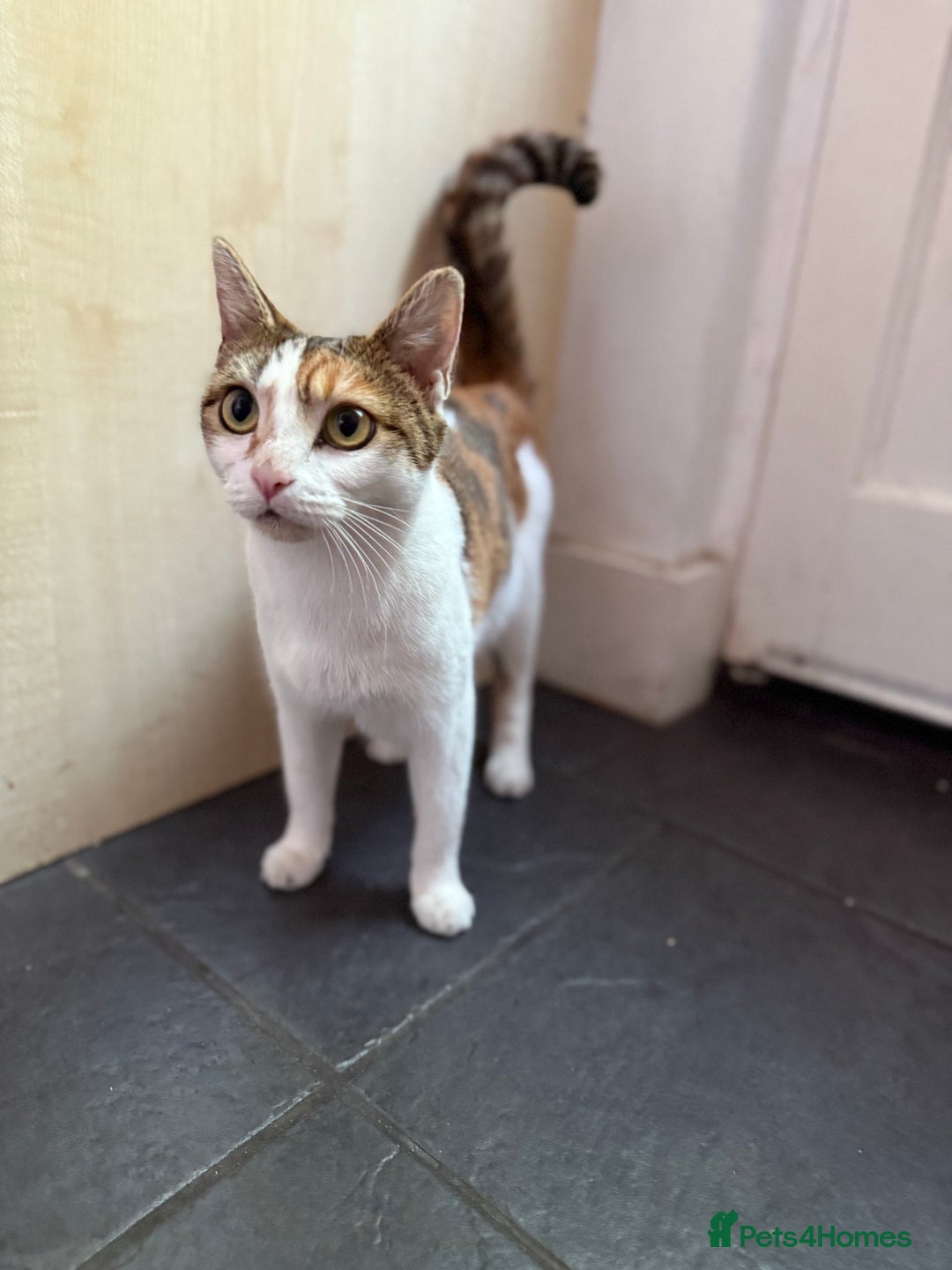 American Wirehair cats for sale: Female calico cat  - Image 2
