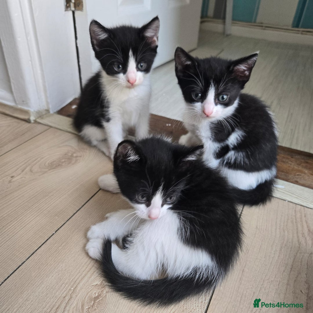 Mixed Breed cats for sale: Kittens for sale - Advert 5