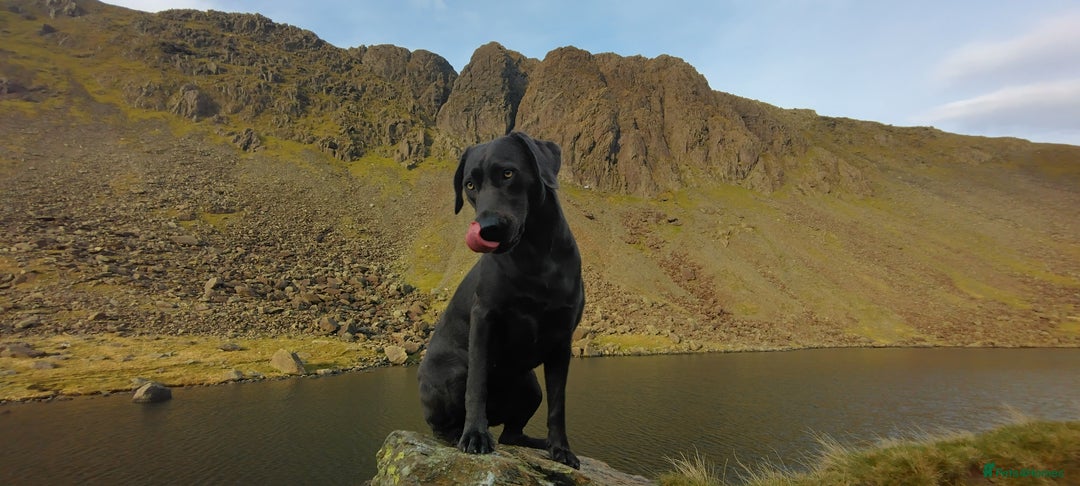 Labrador Retriever dogs for sale:  **  day Silver / Charcoal Labradors.  - Advert 5