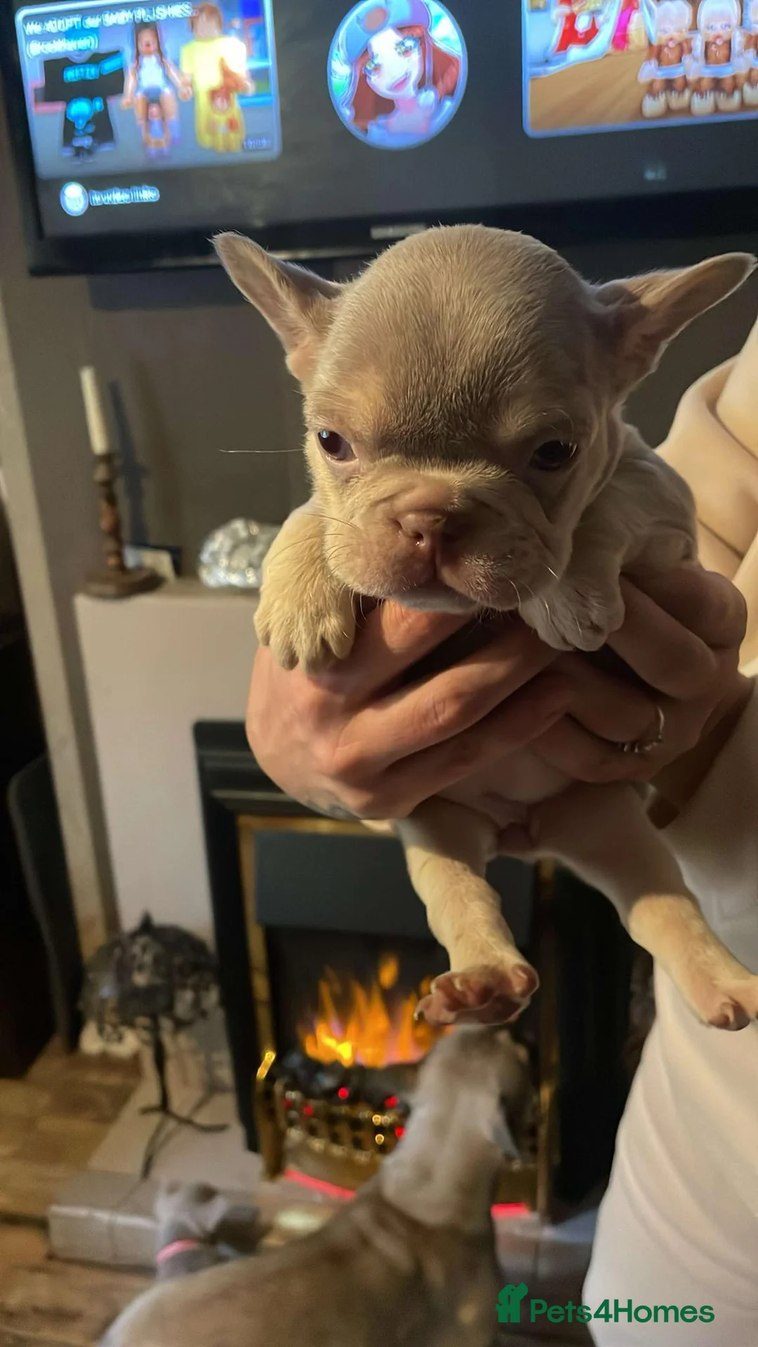 French Bulldog dogs for sale: 6 beautiful Isabella and tan  - Advert 6