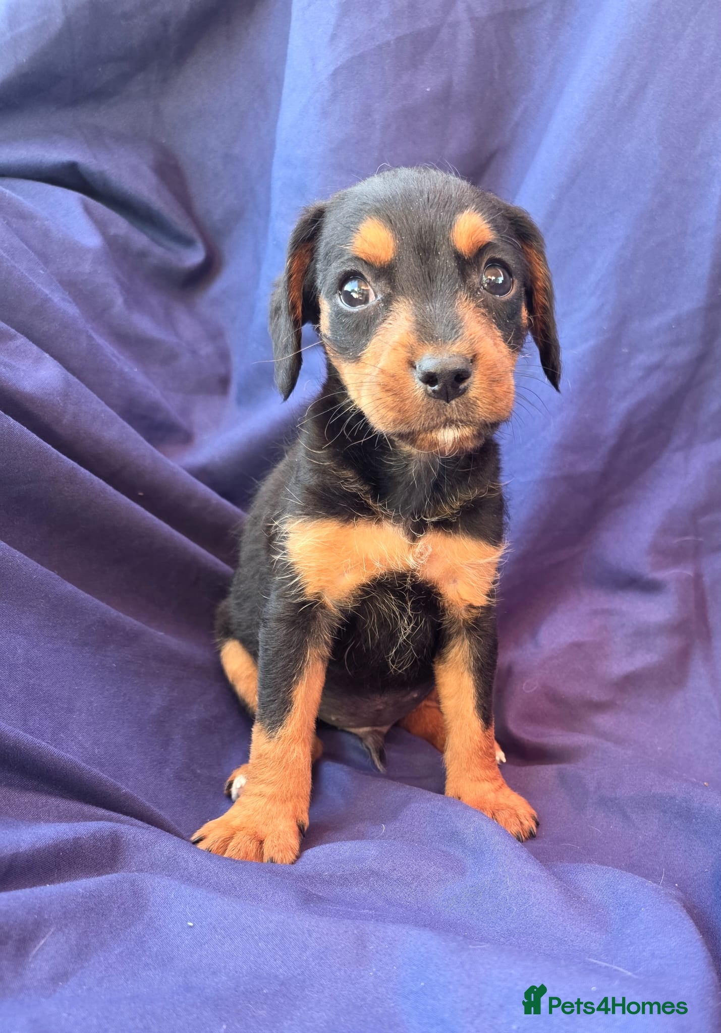 Jack Russell dogs Beautiful jack russell puppies ready now - Advert 2