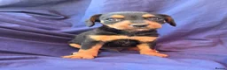 Jack Russell dogs for sale: Beautiful jack russell puppies ready now - Advert 16
