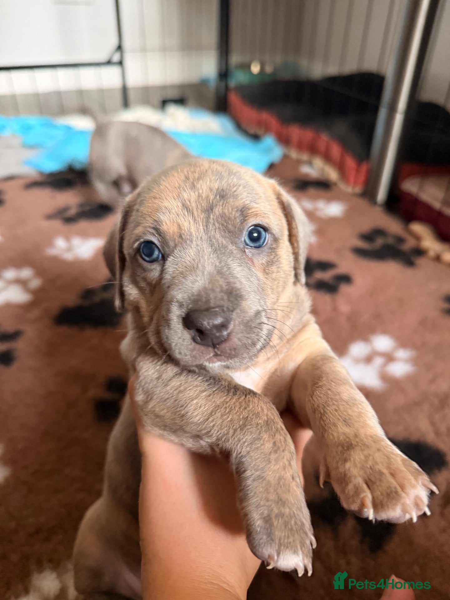 Mixed Breed dogs Miniature Dachshund X Staffy puppies - Advert 2