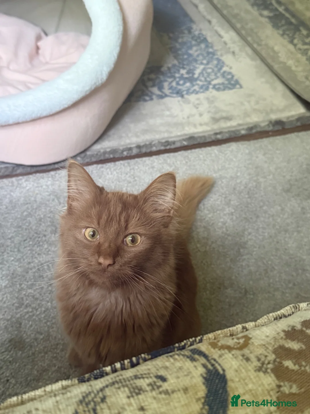 Mixed Breed cats for sale: Main coon mixed with domestic so cute and calm  - Advert 1