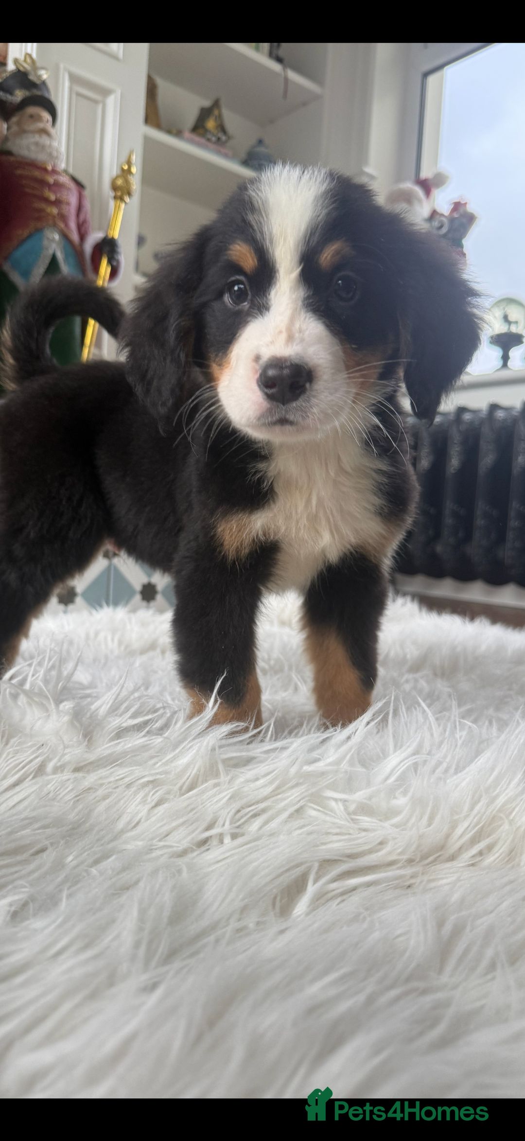 Bernese Mountain Dog dogs for sale: Bernese Mountain Dog Pups  - Advert 21