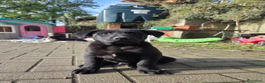 Labrador Retriever 2