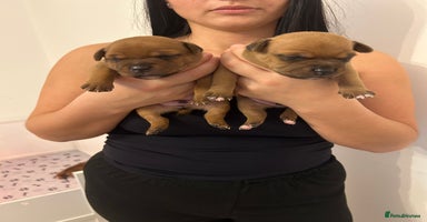 Staffordshire Bull Terrier dogs - Advert 8