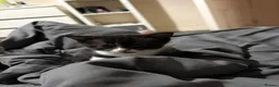 Domestic Shorthair cats for sale: Female domestic shorthair  in Southampton - Advert 4