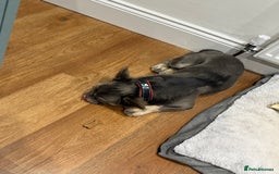 French Bulldog dogs for sale: Fluffy blue French bulldog boy - Advert 7