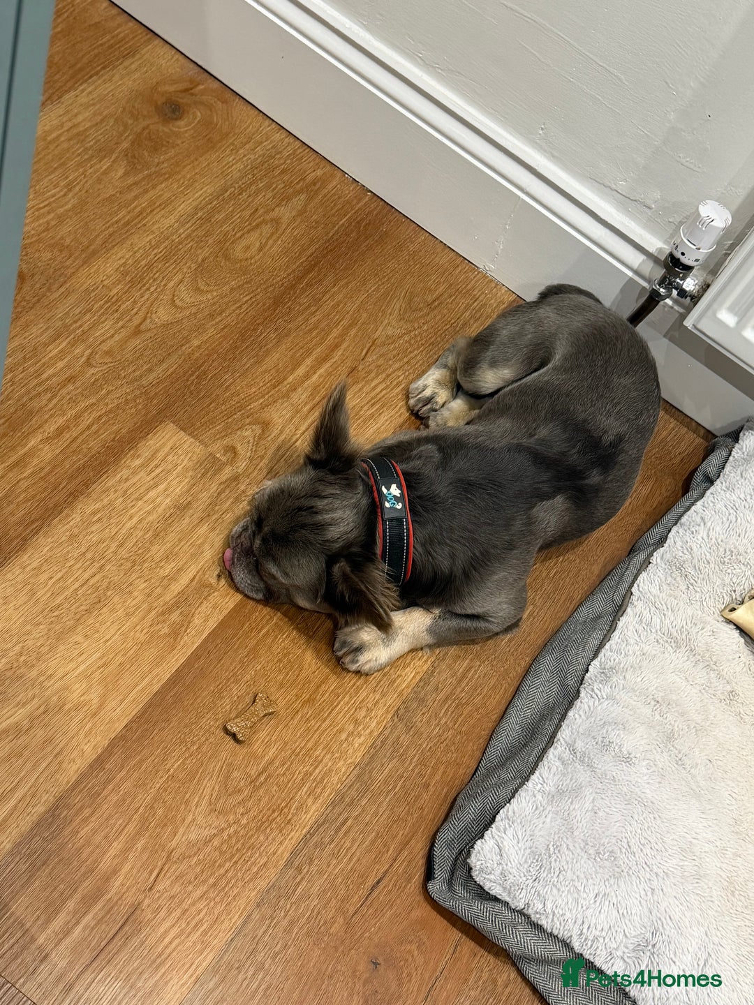 French Bulldog dogs for sale: Fluffy blue French bulldog boy - Advert 7