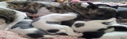 Whippet dogs for sale: Whippet puppys for sale - Advert 8