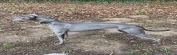 Whippet dogs for sale: KC Registered Blue Whippet Puppies  in Poole - Advert 10