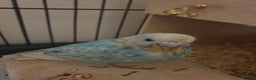 Budgerigars birds for sale: Beautiful hand reared baby budgies  - Advert 3