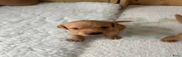 Labrador Retriever dogs for sale: Gorgeous Labrador puppies  - Advert 5