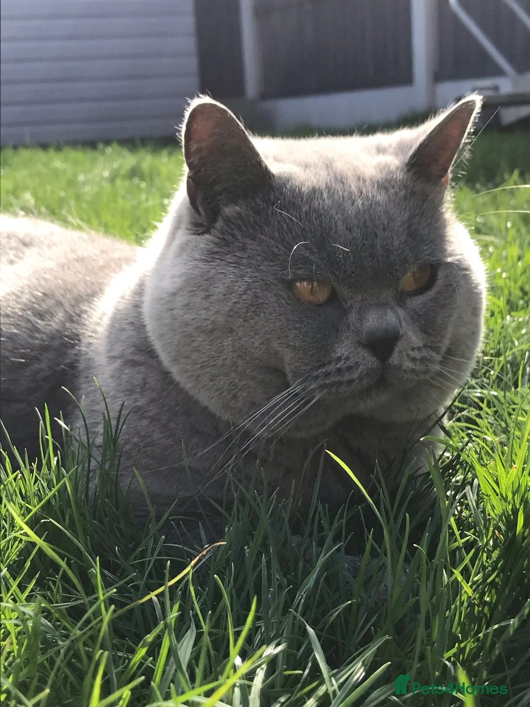 Scottish Fold cats for stud:  East Midlands Tica Blue British shorthair stud  in Derby - Advert 5