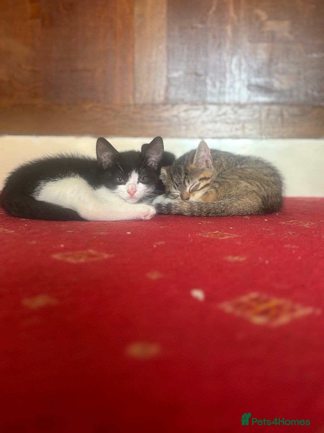 British Shorthair cats for sale: Kittens British Short hair - Image 2