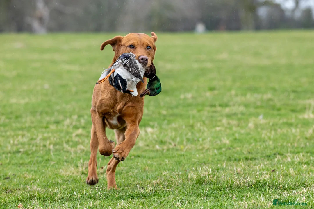 Labrador Retriever dogs for stud: 🔸DARK RED WORKING STUD KC & FULLY HEALTH TESTED🔸 in Hawes - Advert 35