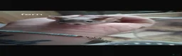 Mouse rodents for sale: Female mice and setup - Advert 8