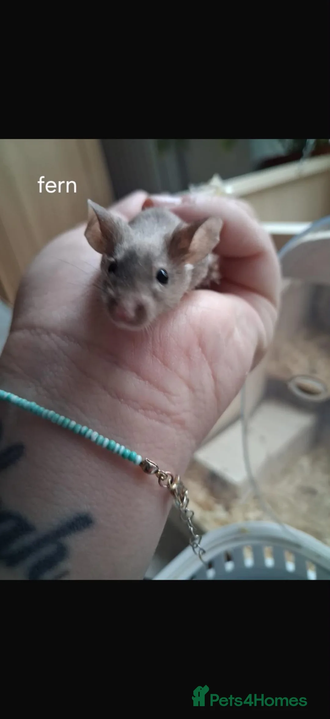 Mouse rodents for sale: Female mice and setup - Advert 8