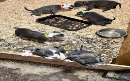 Staffordshire Bull Terrier dogs for sale:  ❤️ Beautiful Staffordshire puppies 🐶 - Advert 4