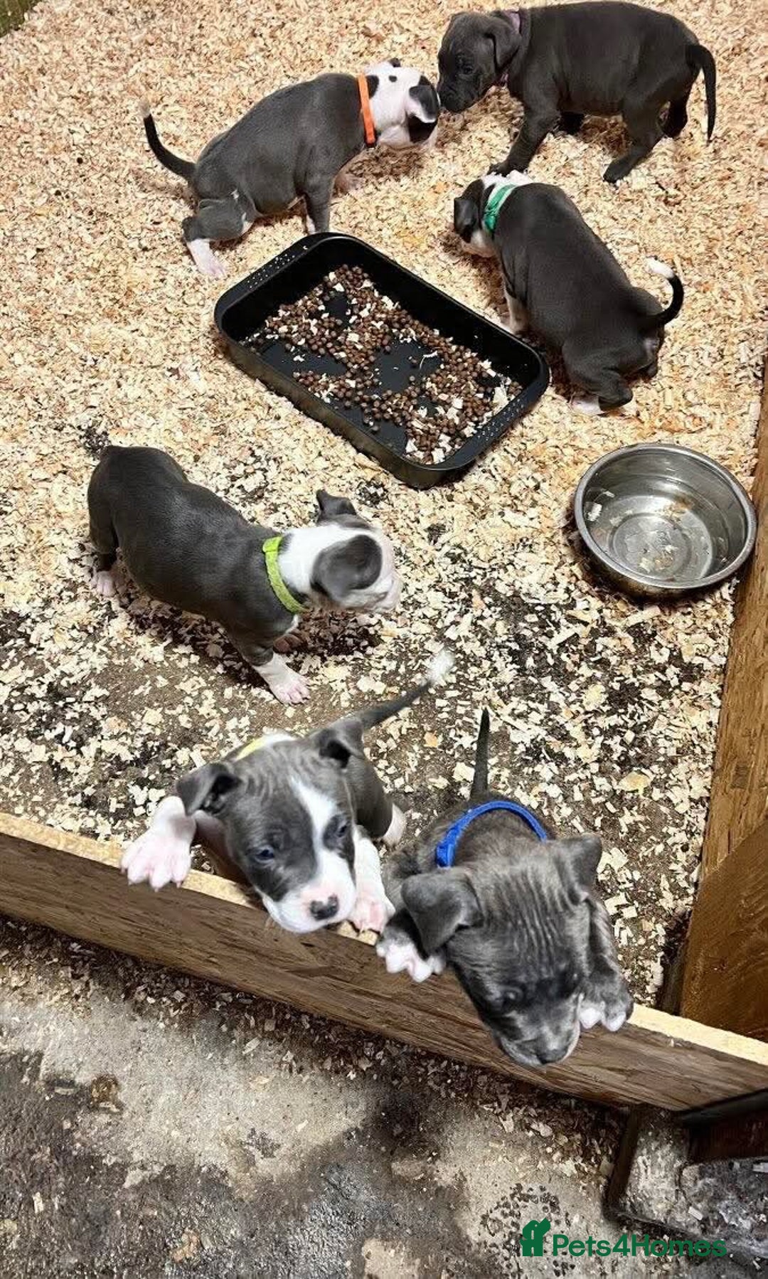 Staffordshire Bull Terrier dogs for sale:  ❤️ Beautiful Staffordshire puppies 🐶 - Advert 4