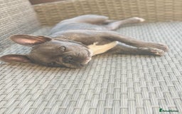 French Bulldog dogs for sale: Loving French Bulldog Looking for a New Home - Image 5