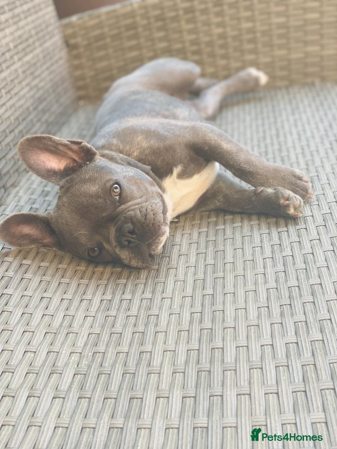 French Bulldog dogs for sale: Loving French Bulldog Looking for a New Home - Image 5