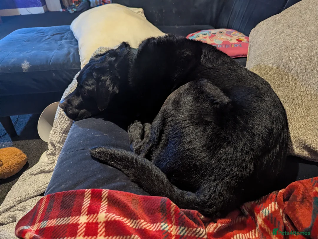 Labrador Retriever dogs for sale: This is benji - Advert 1