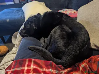 Labrador Retriever dogs This is benji - Advert 2